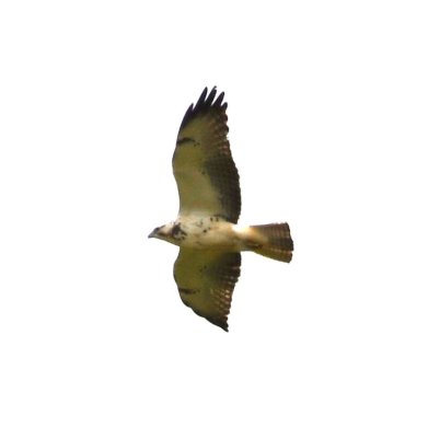 Swainson's Hawk?