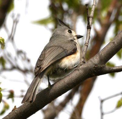 We didn't find woodpeckers, but we did find a Black-crested Titmouse.