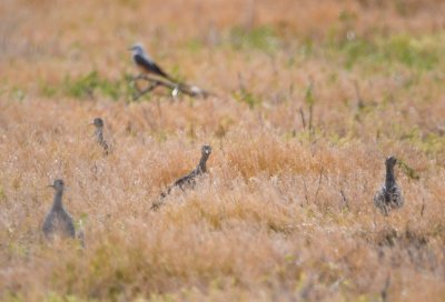 Upland Sandpipers north of the cotton gin off Highway 70, with a Scissor-tailed Flycatcher in the background