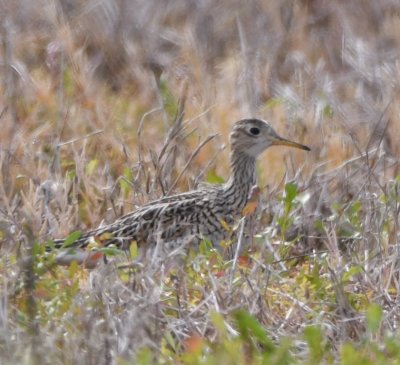 Upland Sandpiper