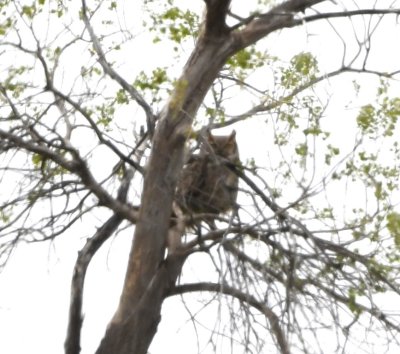 Great-horned Owl