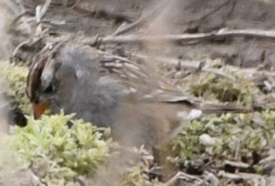 White-crowned Sparrow