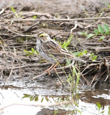 Savannah Sparrow