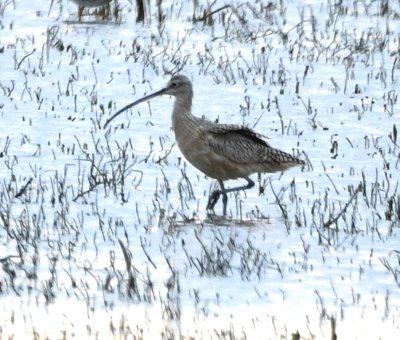 Near sundown we spotted this Long-billed Curlew
