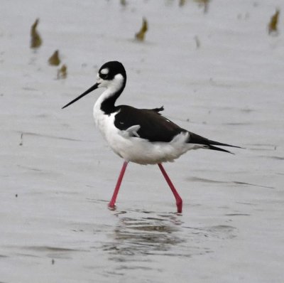 Black-necked Stilt