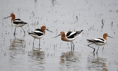 American Avocets