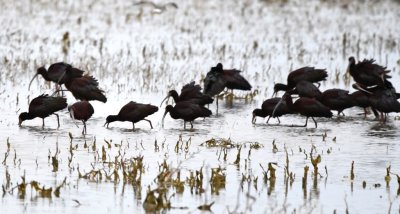 White-faced Ibis
