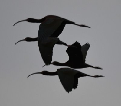 The ibis flew by us and westward into the sunset.