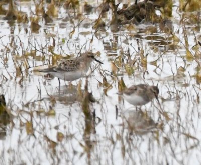 Baird's Sandpiper?