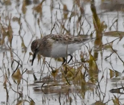 Baird's Sandpiper?