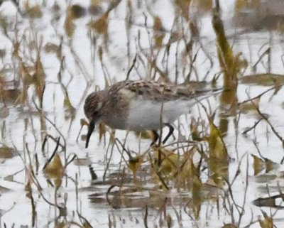 Baird's Sandpiper?