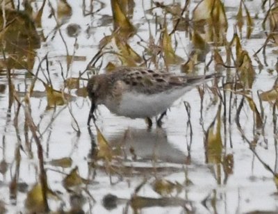 Baird's Sandpiper?