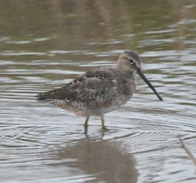 Long-billed Dowitcher