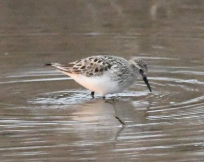 Semipalmated? Baird's?