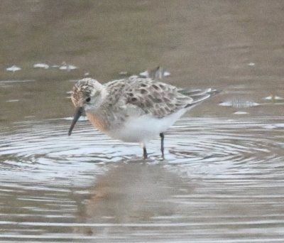 Sandpiper