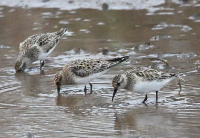 Sandpipers