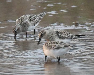 Sandpipers