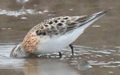 Sandpiper
