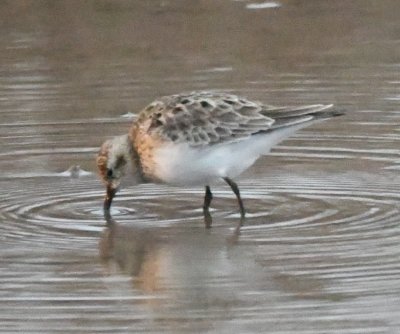 Sandpiper