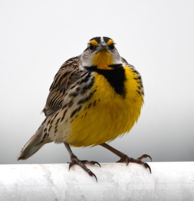 Meadowlarks often fly away when we approach them, but this one turned to stare us down.