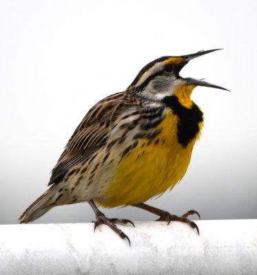 And then he burst into his song to prove to us he was an Eastern Meadowlark, not Western.