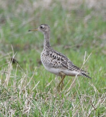 Farther north on Yukon Parkway, on the same (west) side of the road, Mary spotted some Upland Sandpipers in the field.