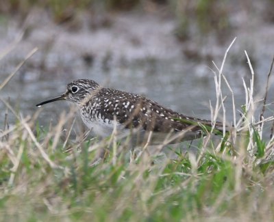 Farther along, we saw this Solitary Sandpiper walking in the standing water left by recent rains.