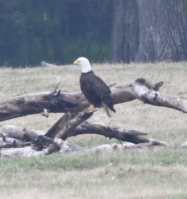 We wanted to show Rich and Karen the eagles in their nest, but we found the nest was empty. Then we spied an adult Bald Eagle sitting on a fallen snag close to the ground in the field with the nest tree. 