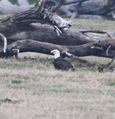 Bald Eagle on the ground on the west side of north Yukon Parkway