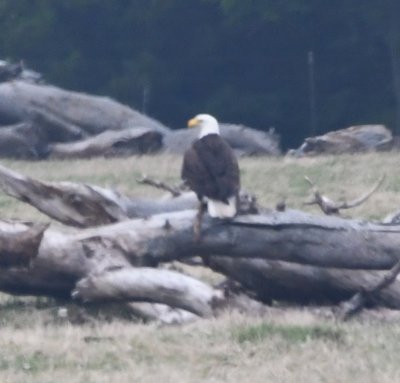After shaking itself off, the eagle hopped back up on the snag.