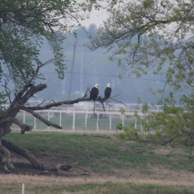 We were distracted by other birds on the other side of the road and, when we looked back, the Bald Eagle has disappeared from the snag. Then, as we were driving back south, Rich spied two birds sitting together on a distant branch.
