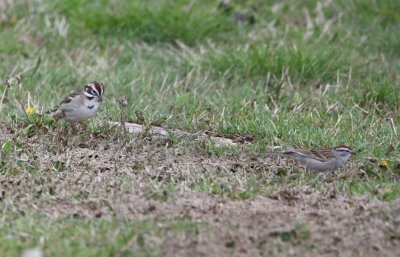 Some of the birds that had distracted us included this Lark Sparrow (L) and the much smaller Chipping Sparrow (R).