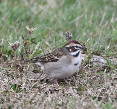 Lark Sparrow with its striking face pattern