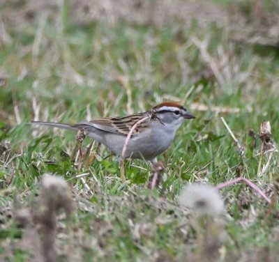 The Chipping Sparrow has a rufous crown, a white stripe over the eye, a black stripe that goes through the eye, and a clear gray underside.