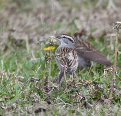 This Chipping Sparrow looks as if it is about to bite into that dandelion head.