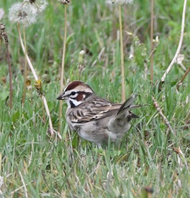 The Lark Sparrow was after the dandelions as well.