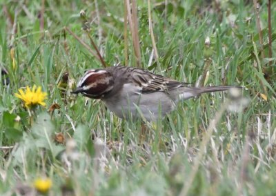 The Lark Sparrow takes a bite out of an unopened dandelion head.