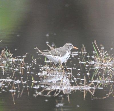 Back at the standing water, we found this Spotted Sandpiper bobbing its tail as it walked around the puddle.