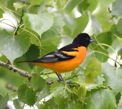 We turned east onto Foreman Road and this male Baltimore Oriole came out to greet us.