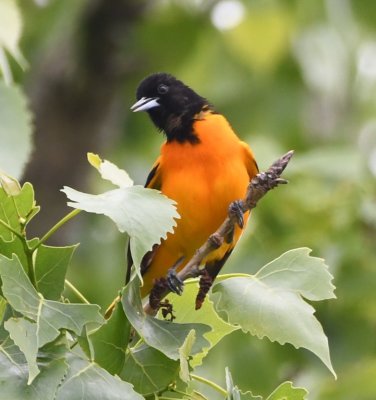 We had played the oriole call from our cell phone app and the bird showed a definite interest. 
