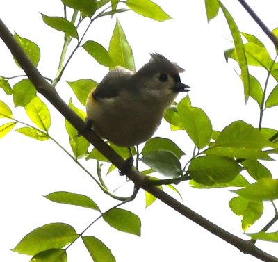At the east end of Foreman Road, we turned north and found this big-eyed Tufted Titmouse in the trees next to the road.