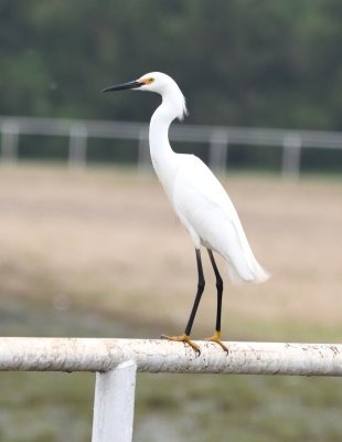 On the way back out to 50th Street, we found several Snowy Egrets sitting on the fence rail to the east of the road, including this one displaying its yellow feet.