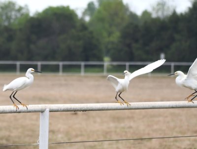 Snowy Egrets on the fence rail south of 50th Street (labeled Wagner Road in Yukon) on Yukon Parkway