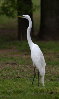 Several egrets were going down to the ground to pick up sticks for their nest-building.