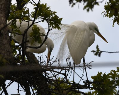 Here is a couple of Great Egrets in the process of building their rickety stick nest--at least one of them is working at it.