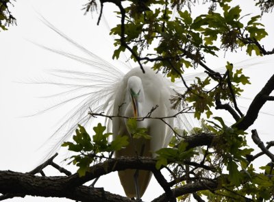Great Egret, with its tail feathers splayed, starts its nest-building with the first stick.