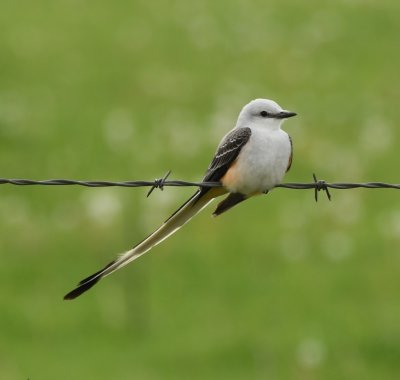 After leaving the rookery, with drove to the area along Sara Road, north of 50th/Wagner that is called Rose Lake. On the barbed wire fence on the west side of the road, we spied this male Scissor-tailed Flycatcher.