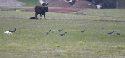Then, in the field directly north of the intersection, we counted 8 Snowy Egrets and 35 Little Blue Herons wandering around in the grass, along with the cows.