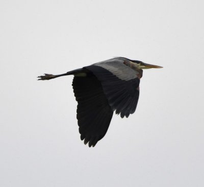 This Great Blue Heron flew across the area while we were there.