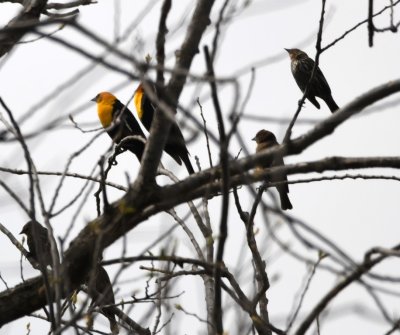 Then, at the first house on the north, east of Sara Road, we noticed some black birds in a bare tree and stopped to look at them. Then we noticed there were some Yellow-headed Blackbirds among them.